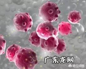 蛋白粉为什么可以提高免疫力?