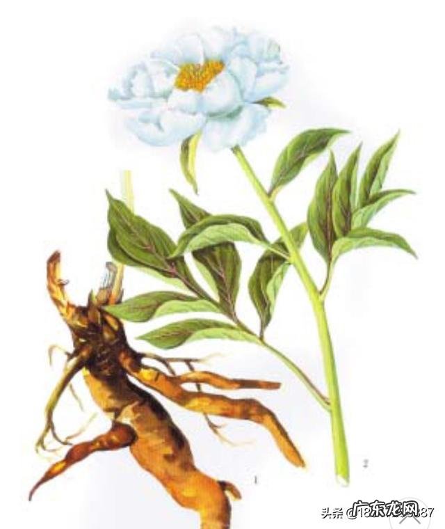 白芍与枸杞还有绿茶和冰糖泡水喝有保肝作用吗？还有什么功效？