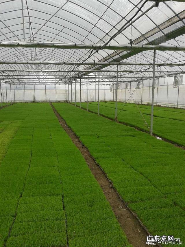 你怎么看新三农自媒体,大前景如何?