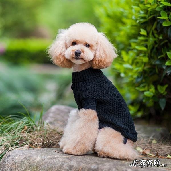 我家狗猛吃过度肥胖怎么办?