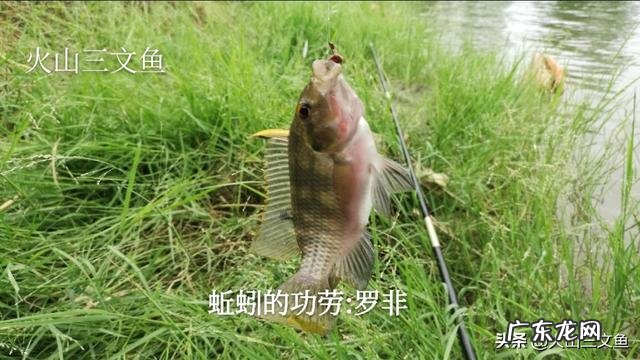 红蚯蚓和青蚯蚓在用于钓鱼方面有哪些区别哪种更好用