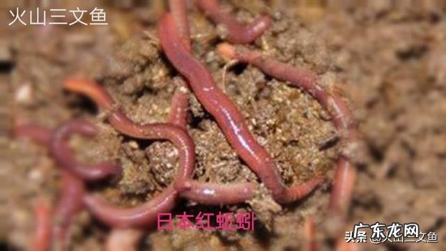 红蚯蚓和青蚯蚓在用于钓鱼方面有哪些区别哪种更好用