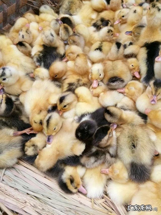 江南1号和江南2号鸭的品种特征有哪些