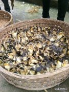 江南1号和江南2号鸭的品种特征有哪些