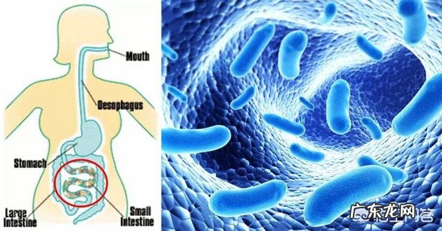 养乐多等益生菌饮料喝了真有益健康吗?有哪些科学的解释?