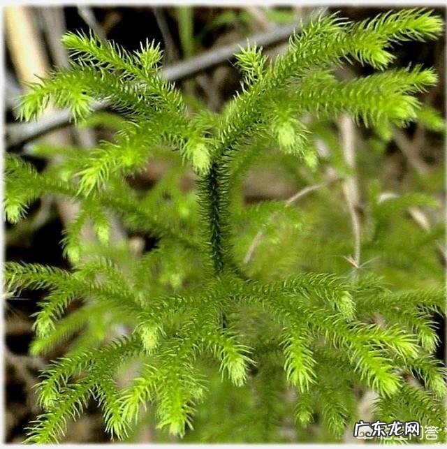 中草药过山龙的功效是什么?