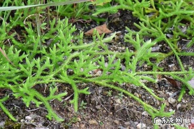 中草药过山龙的功效是什么?