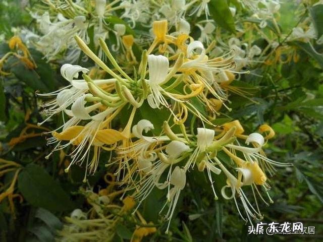 茶叶和生姜放在一起泡茶喝有什么样的功效?