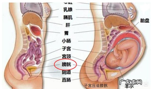 ?孕期尿频正常吗如何缓解尿频