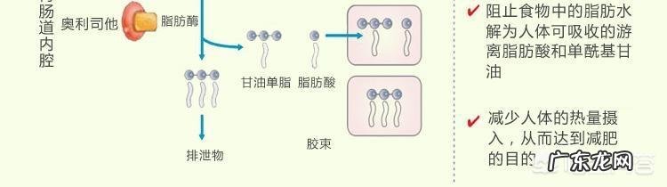 服用碧生源奥利司他需要注意哪些事项?