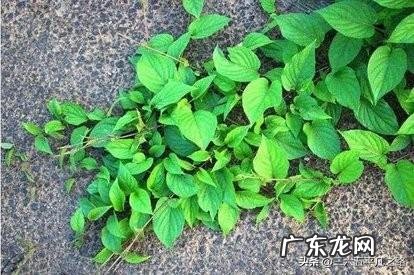 农村老人说野外有种藤，闻起来很臭，名字难听，为啥很受欢迎？