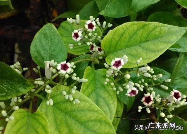 农村老人说野外有种藤，闻起来很臭，名字难听，为啥很受欢迎？