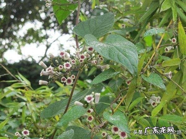农村老人说野外有种藤，闻起来很臭，名字难听，为啥很受欢迎？