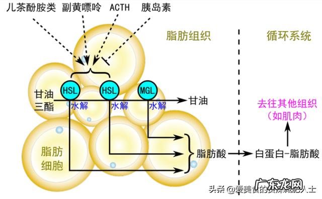 脂肪是由什么组成的脂肪燃烧分解后变成了什么