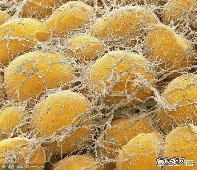 脂肪是由什么组成的脂肪燃烧分解后变成了什么