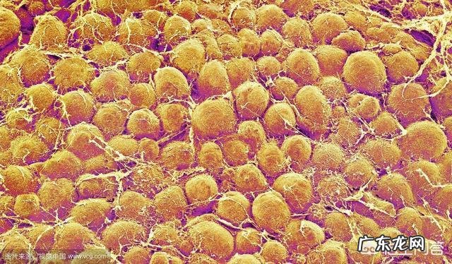 脂肪是由什么组成的脂肪燃烧分解后变成了什么