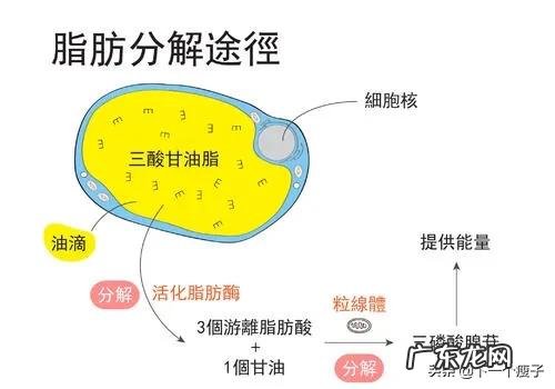 坚持多少天不吃饭能瘦30斤？