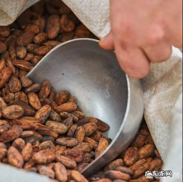 真的有吃了不会长胖的巧克力吗?