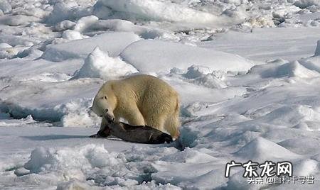 北美棕熊和北极熊哪个体型大、战斗力强