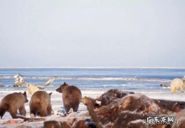 北美棕熊和北极熊哪个体型大、战斗力强