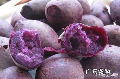 准备减肥，请问吃紫薯好还是紫薯代餐粥好？