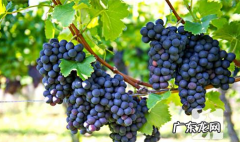 水果祛痘排行榜前十名