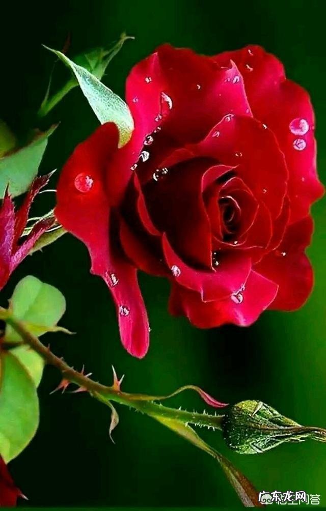 作为一个南方姑凉,有个北方的男朋友是个什么体验?