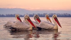 减肥刚开始瘦了，后来是越减越胖。。是什么原因啊？