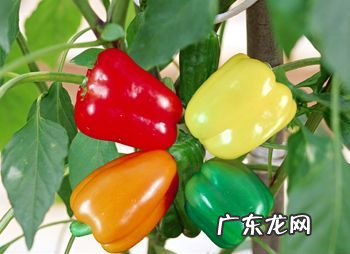 彩椒应该怎么做颜色才能不变呢