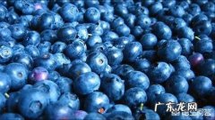 如果每天坚持吃几颗蓝莓，一个月后会你有怎样的变化？