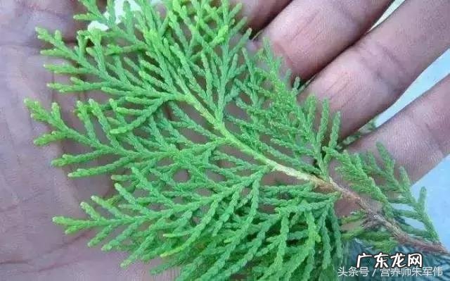 用哪种树叶洗头发最好 什么树叶洗头发可以黑发