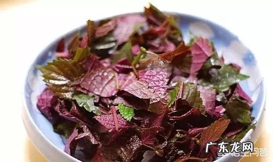 坚持用紫苏泡水喝，对身体有什么作用？ 紫苏水喝了对身体有好处吗