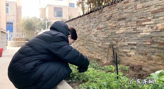 芹菜叶能吃吗?怎么做好吃?