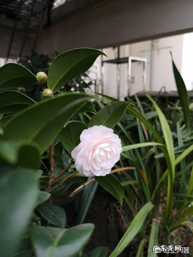 《红楼梦》里,贾母是真心夸奖薛宝钗吗?