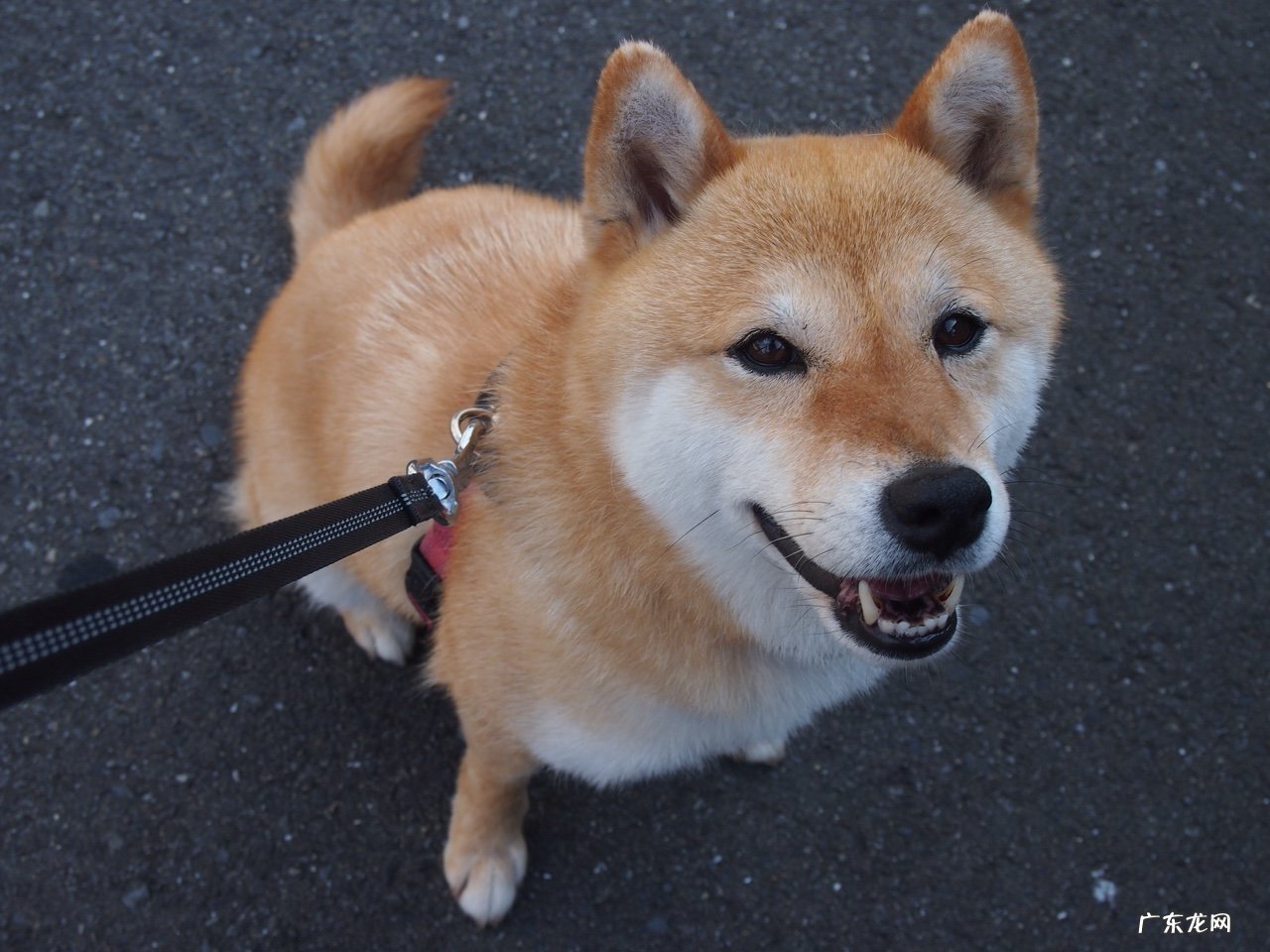 荷叶茶能和干柠檬片一起泡水喝吗？