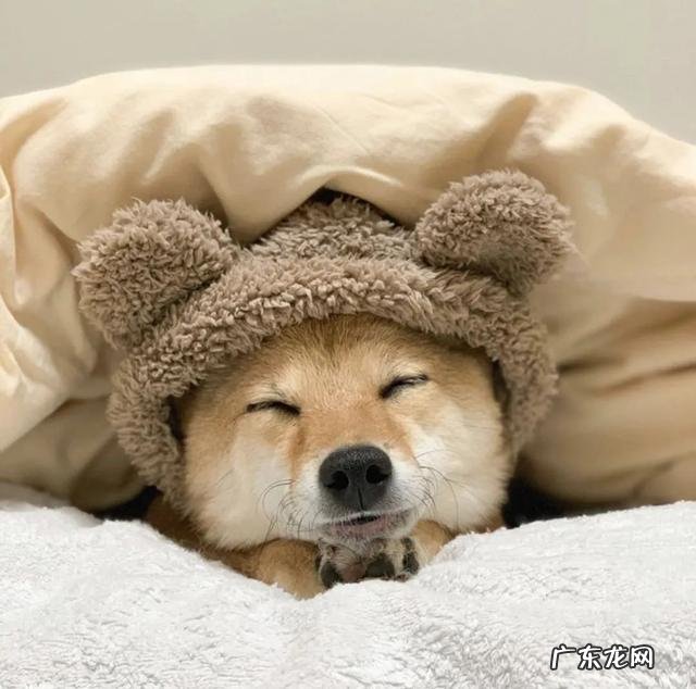 樱校怎么把女主超长头发扎起来 如何将樱校女主的头发变长