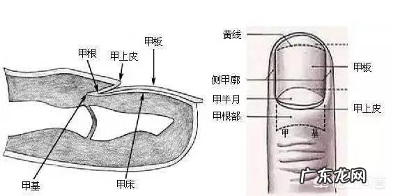 指甲上的月牙和健康有没有关系