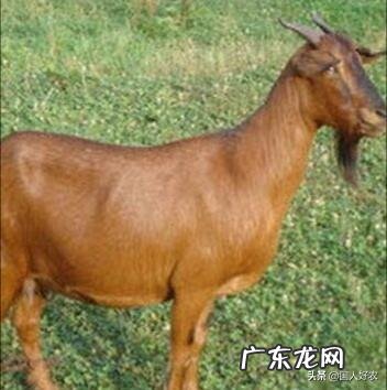 在农村,养兔与养羊相比,哪个更划算?