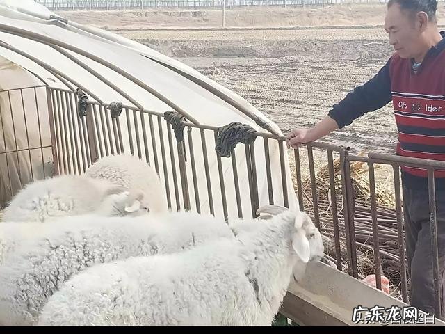 在农村,养兔与养羊相比,哪个更划算?
