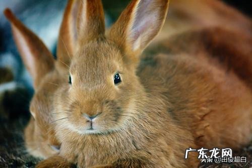 在农村,养兔与养羊相比,哪个更划算?