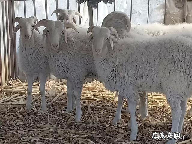 在农村,养兔与养羊相比,哪个更划算?