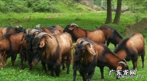 在农村,养兔与养羊相比,哪个更划算?