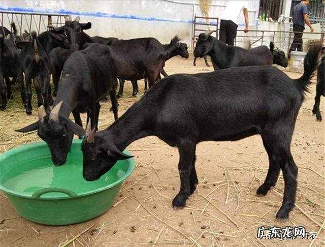 在农村,养兔与养羊相比,哪个更划算?