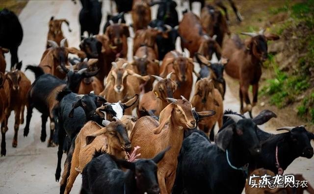 在农村,养兔与养羊相比,哪个更划算?