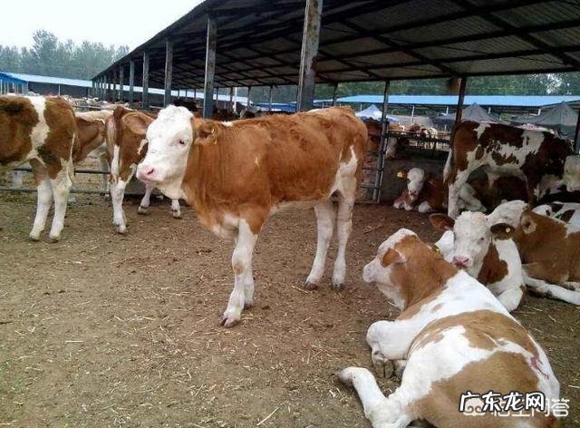 我想养殖肉牛,选什么品种牛好?