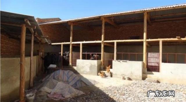 我想养殖肉牛,选什么品种牛好?