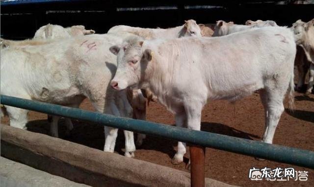 我想养殖肉牛,选什么品种牛好?