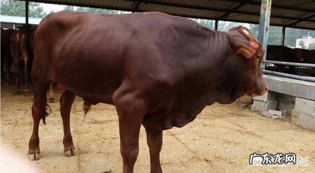 我想养殖肉牛,选什么品种牛好?