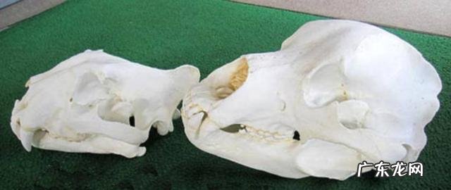 问,狗熊跟棕熊有什么区别