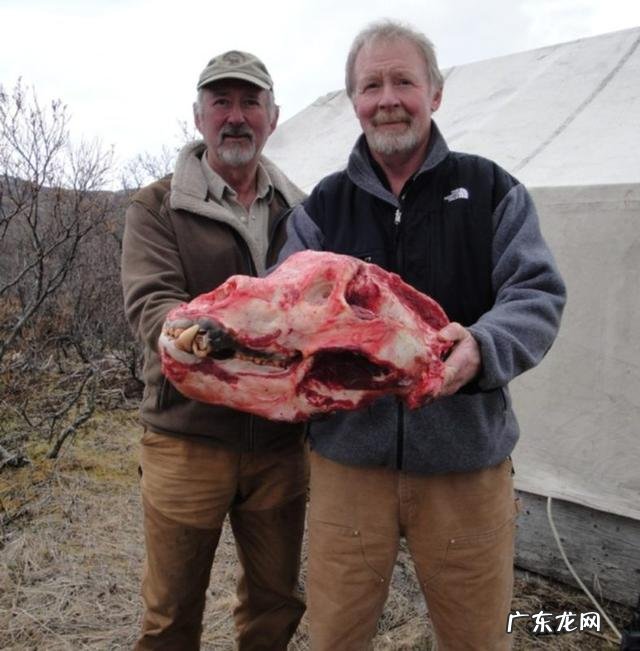 问,狗熊跟棕熊有什么区别